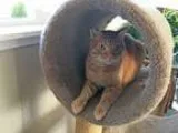 Adopt Leo a Orange or Red Tabby Domestic Shorthair (short coat) 
