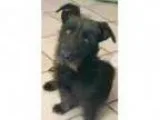 Adopt Toto a Scottish Terrier Scottie Cairn Terrier