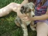 Adopt Ozzy a Jack Russell Terrier  Mixed dog in Lorain OH (15340
