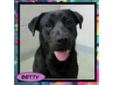 Adopt Betty a Labrador Retriever Black Labrador Retriever