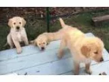 Cute Golden Retriever Puppies for Your Home