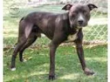 Adopt Krispin a Pit Bull Terrier  Mixed dog in Kansas City MO (1