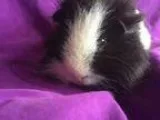 Adopt Robert California a Teddy
