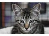 Adopt Bart a Brown Tabby Domestic Shorthair (short coat) cat in 