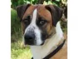 Adopt JUSTIN a Tricolor (TanBrown and Black and White) Boxer  Mi