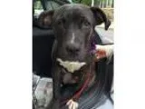 Adopt XP Mouton - Brooklyn NY a Labrador Retriever Terrier