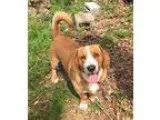 Adopt Scooter a Basset Hound Beagle