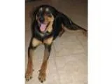 Adopt Shakira a Rottweiler Shepherd