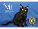 Adopt Mi a Domestic Shorthair  Mixed cat in Nicholasville KY (15