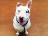 Adopt SYDNEY a Bull Terrier  Mixed dog in San Jose CA (15214520)