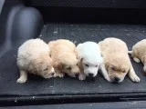 Golden Lab Puppies (Golden RetrieverLab Retriever)