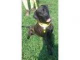 Adopt Link a Black Labrador Retriever Labrador Retriever