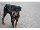 Adopt China a Black - with Brown Red Golden Orange or Chestnut R