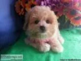 GORGEOUS POM bullPOO PUPPIES&Atilde&cent HAPPY and HEALTHY&Atild