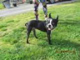 Adopt Buggs ADOPTED a Boston Terrier