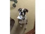 Adopt Scooter a Brindle Boxer  Mixed dog in Woodinville WA (1541