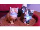 litter of Maine Coon Kittens