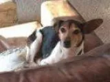 Adopt Missy D a Jack Russell Terrier