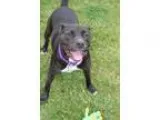 Looking For Luxury At A Great Price 1 Month FREE No Breed Restri