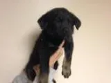 Marvelous looking and very playful Solid Rottweiler puppies now 