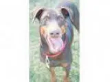Adopt Kaya a Doberman Pinscher