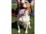 Adopt Copper a Beagle