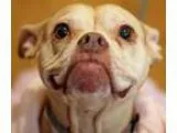Adopt Piper a Boxer