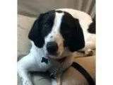 Adopt Kari - in Maine a White - with Black Hound (Unknown Type) 
