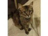Adopt Curly a White - with Tan Yellow or Fawn Dachshund  Poodle 