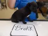 Adopt BROKK a Labrador Retriever Australian Cattle Dog (Blue Hee