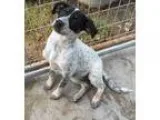 Adopt Macy a Australian Cattle Dog (Blue Heeler) Pointer