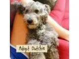 Adopt Dutchie a Poodle