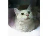 Adopt Sardinia a Tan or Fawn Domestic Mediumhair (medium coat) c