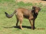 Adopt A074702 a German Shepherd Dog Labrador Retriever