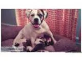 Sassy Bullies Puppies (new price)