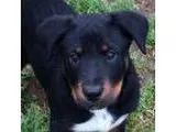 Adopt Lola-PUPPY a Rottweiler