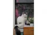 Adopt Coco a Turkish Van Turkish Angora