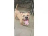 Adopt Blue a TanYellowFawn - with Black Mastiff  Staffordshire B
