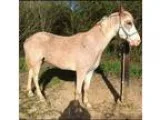 Tennessee walker for sale