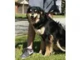 Adopt smiley a Australian Shepherd