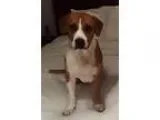 Adopt Copper a Boxer Basset Hound