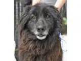 Adopt SHADOW a Newfoundland  Mixed dog in Pt. Richmond CA (15302