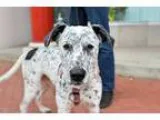 Adopt Piper a White - with Black Pointer  Dalmatian  Mixed dog i
