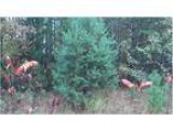 Wooded lot with access to Indian Lake