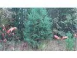 Wooded lot with access to Indian Lake