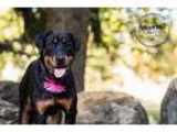 Adopt Lucy a Rottweiler