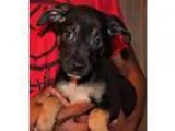 Rottweiler puppies for sale for you
