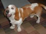 Adopt Daisy a Basset Hound