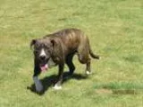Adopt TARA a Pit Bull Terrier  Mixed dog in Grovetown GA (154392