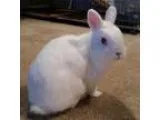 Adopt Luna a White American  Mixed rabbit in St Johns FL (142823
